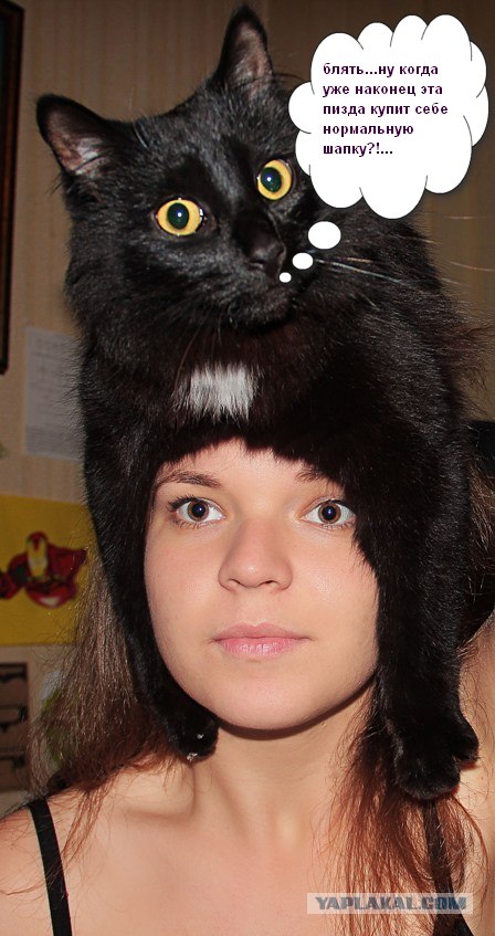 Эпичный кот