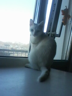 Вторник-кото