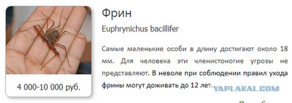 Купи бананы — домашний питомец в подарок