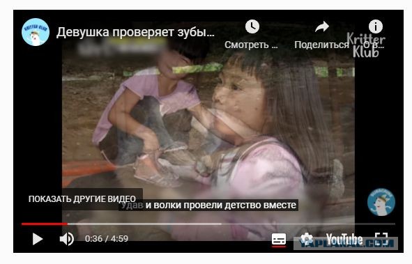 Бедный волк...