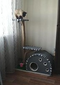 Когтеточка - дерево