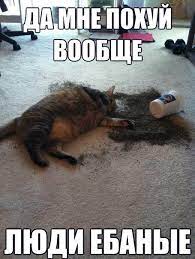 Кот наркоман - горе в семье