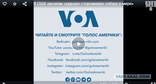 В США засняли «худшую сторожевую собаку в мире»