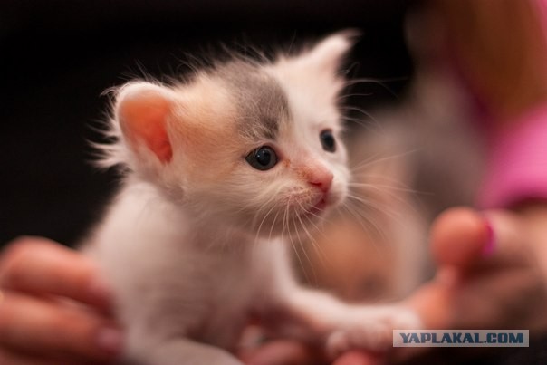 Котовторник 30.04.2013