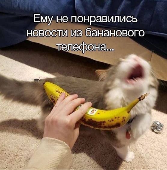Чуток картинок