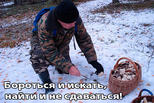 Грибники вёдрами выносят из лесов Подмосковья вешенки, зимние опята и говорушки