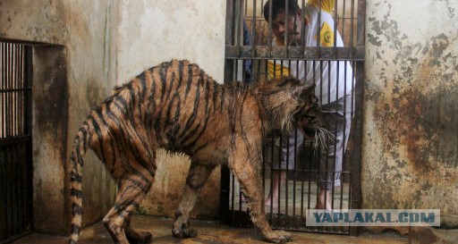 Зоопарк Сурабая, Индонезия. Ад для животных...