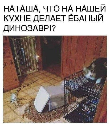 Картинки для деградации 219 (разной степени свежести)