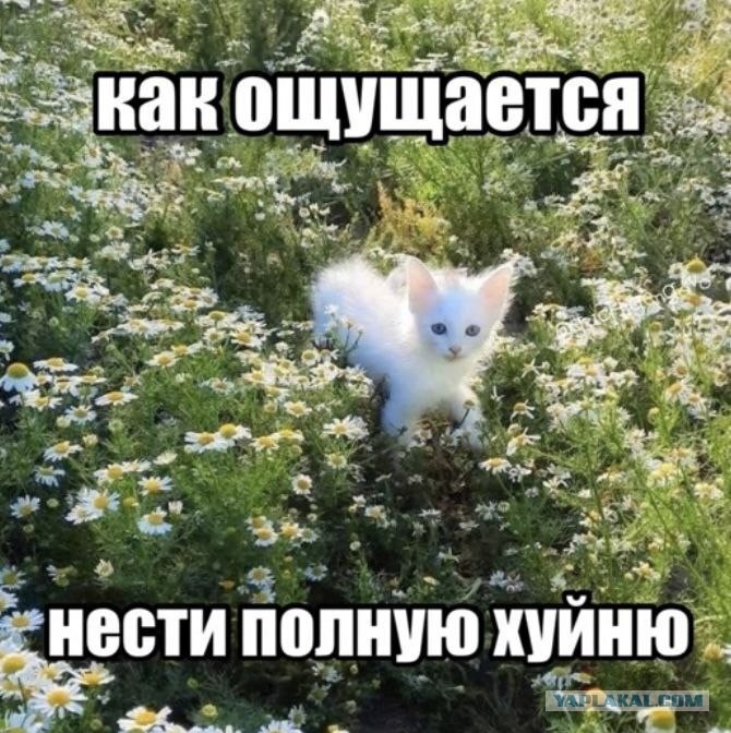 Контент для невзыскательной аудитории