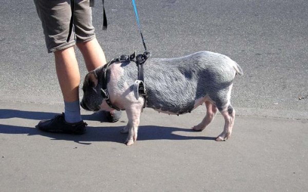 Ураза-байрам 2013