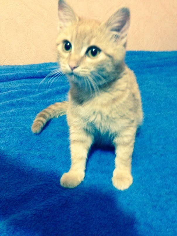 Котовторник 22.10.2013