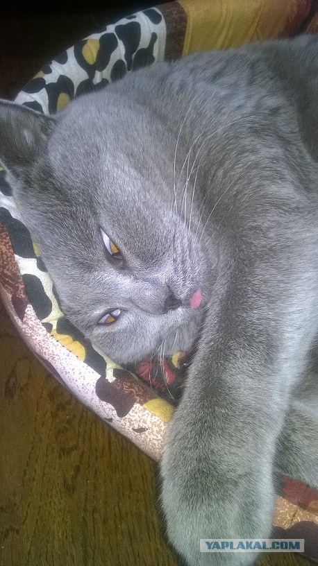 Котовторник   15.04.2014