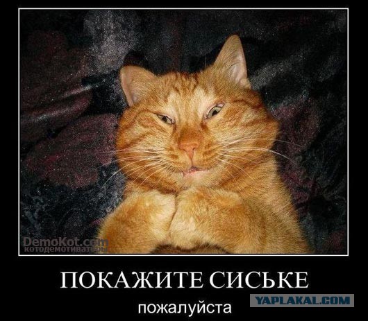 Пятничная подборка для поднятия настроения