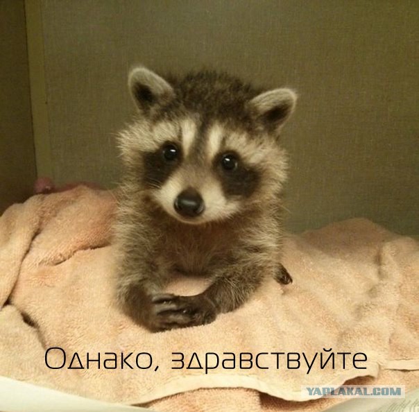 Чёрт, чёрт, чёрт!