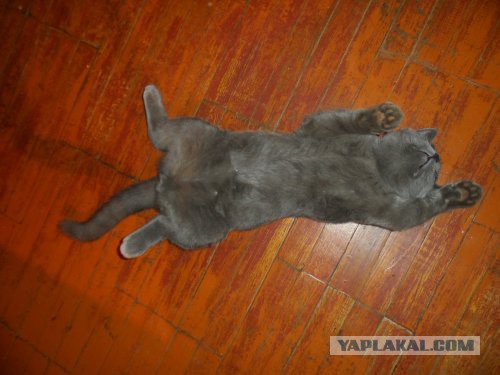 Котовторник 19.08.2014