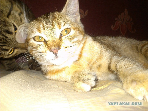 Котовторник 09.09.2014