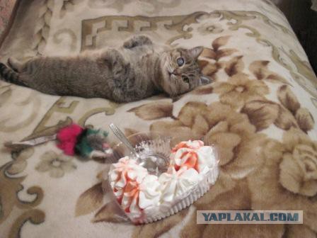 Котовторник 23.09.2014.