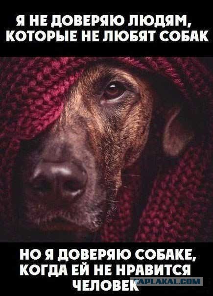 Эти собаки несомненно сделают ваш день