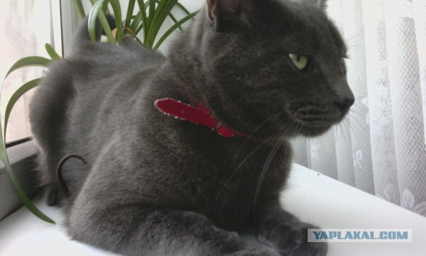 Самые популярные клички кошек и котов