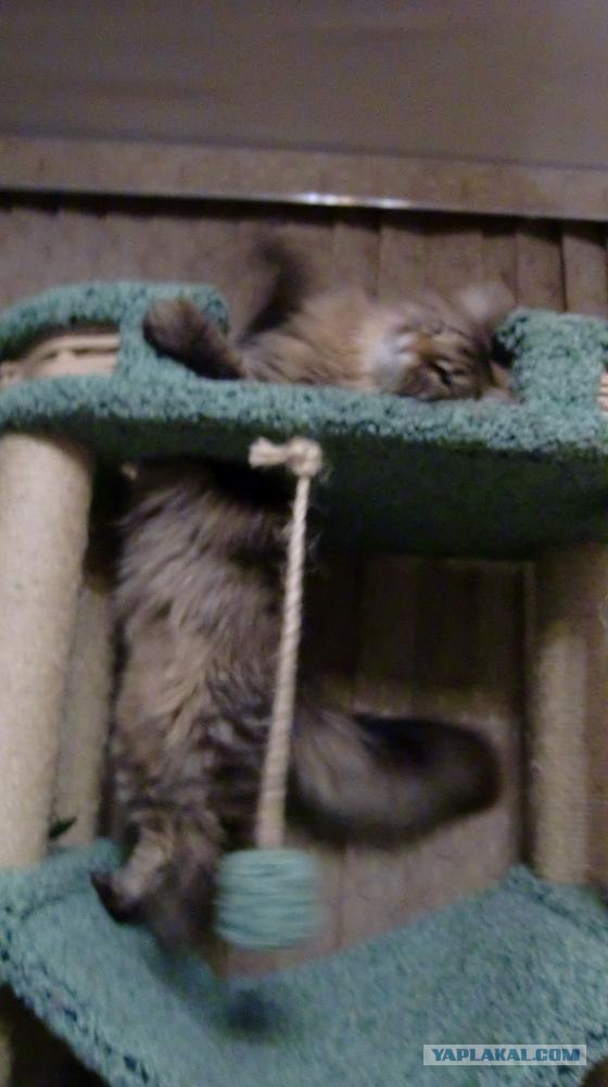 Домик для котейки