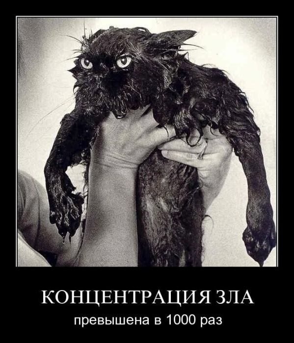 Картинки, СМСки из вашего тырнета