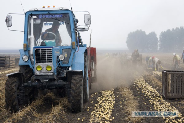 Бездушная посадка картошки