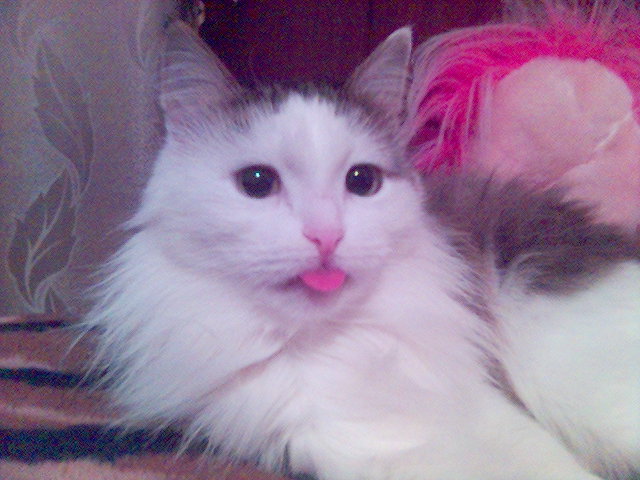 Котовторник  01.03.2016