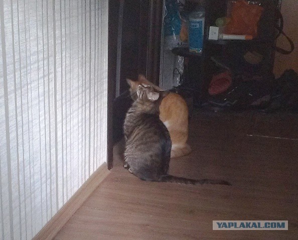 Котовторник 22.03.2016