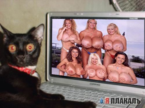 Ваша кошка смотрит порно