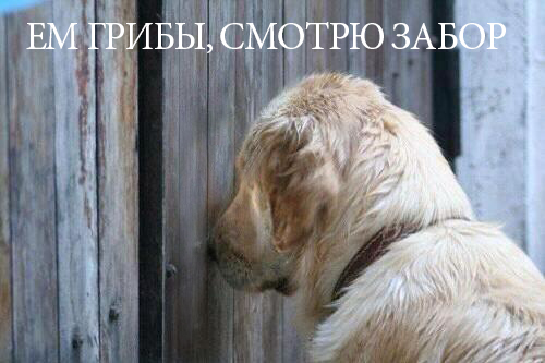 Я все вижу