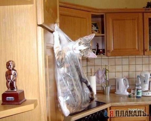 Котомет на вторник - супер подборка котов! (22.01)