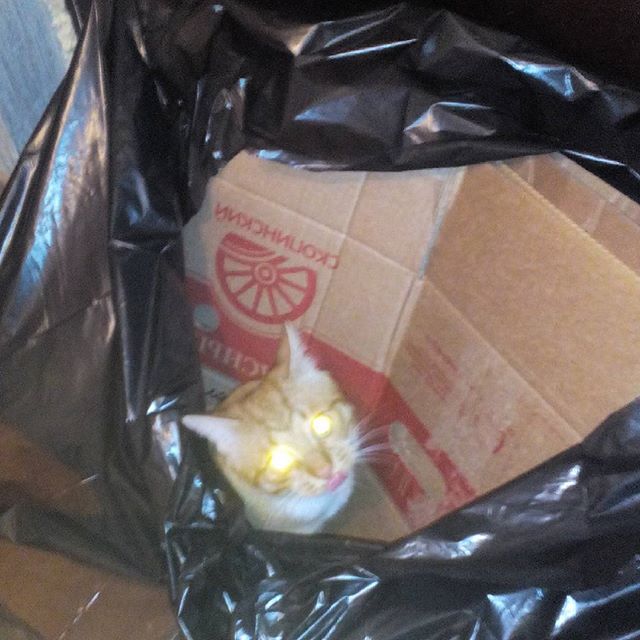 Котопрятки