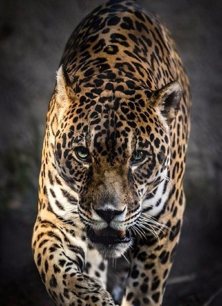 Самые смешные животные