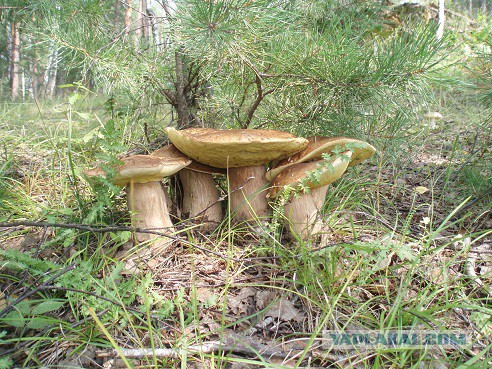 Одиночный поход с ночевкой, как вариант прощания с зимой