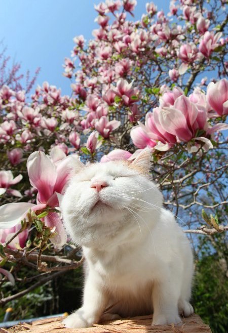 Коты и Кошки
