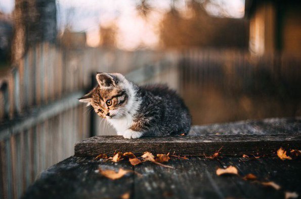 Коты и Кошки