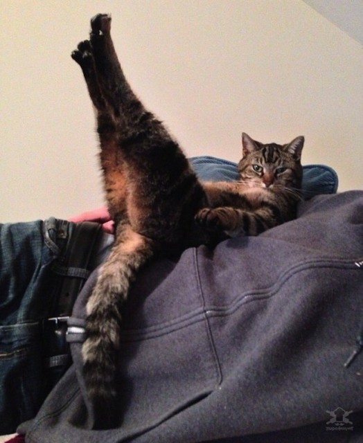 Коты и Кошки