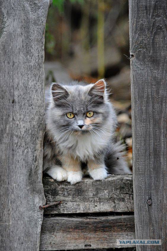 Котовторник