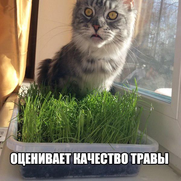Коты. Отнюдь не ми-ми-ми.