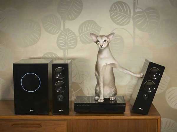 Коты на вторник на ЯПлакалъ (07.10.2008)
