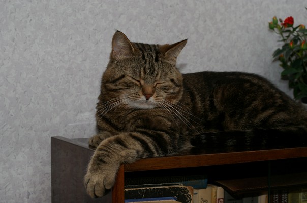 Кот Кузя