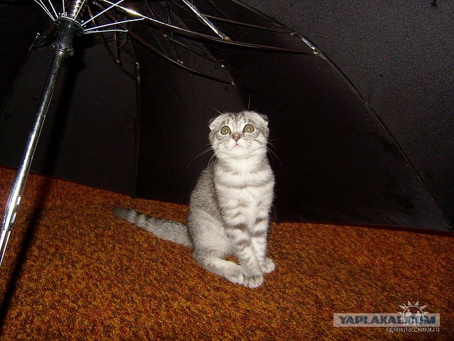 Котовторник на 2 ноября