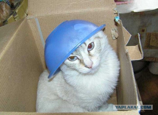 Котовторник 06.09.11
