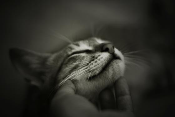 Ну и где ваш котовторник?