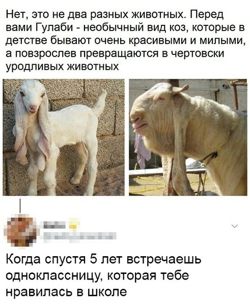 Прикольные комментарии и высказывания из Сети 05.12.2018
