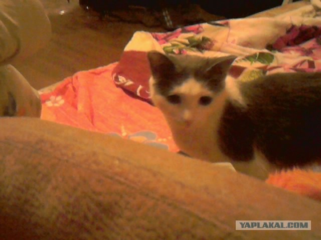 Котовторник (10.01.2012)