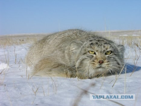 21 факт о манулах
