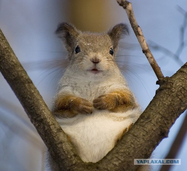 Белки бывают разные