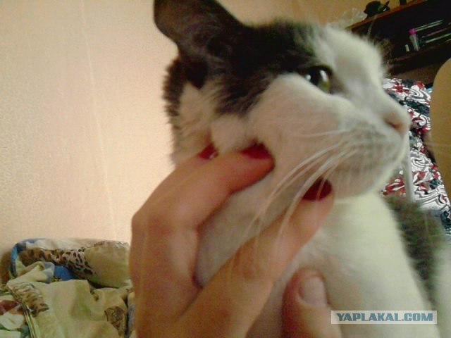 Котовторник 1 мая 2012