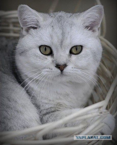 Котовторник на 26.06.12